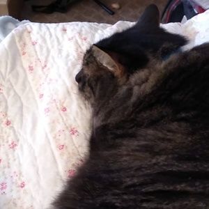 Meet your Posher, Anne